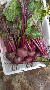 Buah Bit Root Fresh 500gr segar berkualitas