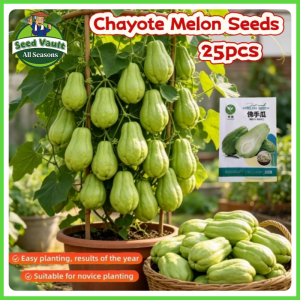 25pcs/pack High Yield Sayote Chayote Seeds for Planting Vegetables Seeds for Gardening Chayote Melon Seeds for Planting Sechium Edule Buto Ng Gulay Organic Chayote Seedlings Vegetable Plants Balcony Potted Chayote Live Plant Balcony Chayote Planting