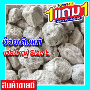 ส่งฟรี!! ซื้อ 1แถม 1 ขนาด 500 กรัม บ๊วยเค็มแท้ ลูกใหญ่ บ๊วยเค็ม แอ๊ปเปิ้ล (ไซส์ L จัมโบ้ เม็ดใหญ่) บ๊วยฟรุ๊ตทาซี่ บ๊วยเค็มขาว มีเกร็ดเพชรแท้ บ๊วยทุกชนิด บ๊วยทุกชนิด บ๊วยเค็มอัดเม็ด บ๊วยซากุระ บ๊วยเค็มสีขาว บ๊วย สินค้าหายาก ราคาถูก PLUM