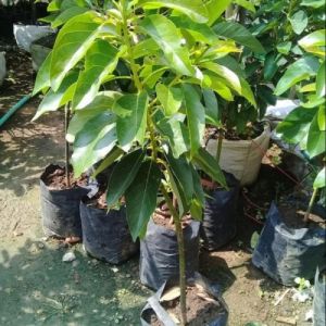 promo 2 alpukat aligator jumbo 70 cm super murah