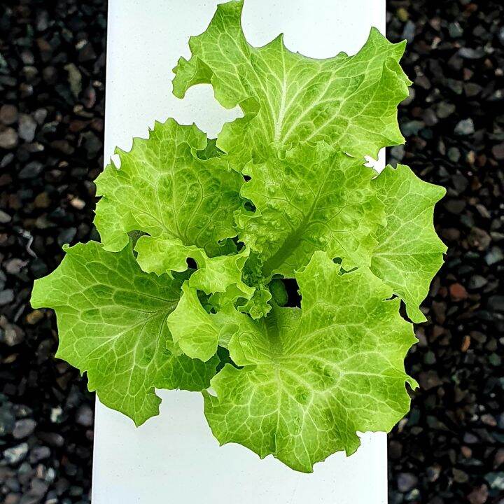 Olmetie Lettuce Rz Batavia Greenleaf Lettuce 1000 Seeds Rijk Zwaan Seeds By Greengold 4432