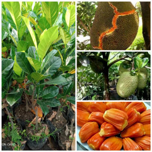 Bibit Nangka Orange BUAH TEBAL