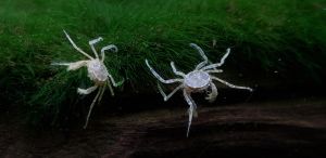 Thai Micro Crab | Limnopilos naiyanetri | Live animal