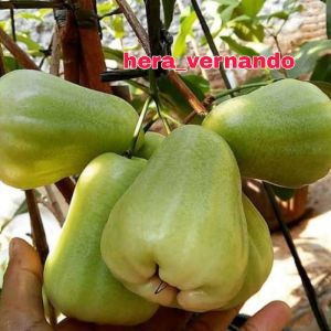 Bibit Jambu Air Madu Deli MDH Super Okulasi