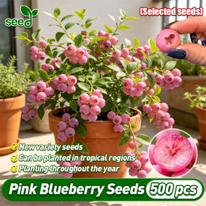 (Fast Growing 500pcs) Fresh Dwarf Pink Blueberry Seeds for Planting Balcony Potted Pink Blueberry Live Plant Seeds Real Fruit Bearing Tree Seeds Pink Blueberry Seedlings Plant Fruit Seeds Bonsai Tree Seeds Indoor Plants Garden Fruits and Vegetables Seeds