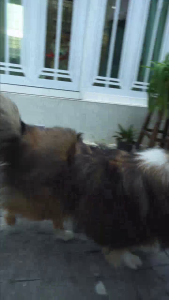 แบร์ริ่ง เนเจอร์ สเปรย์น้ำมันเมล็ดธรรมชาติ สำหรับสุนัขและแมวทุกสายพันธ์