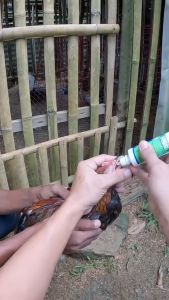 [BEST CHOICE] Poultry Respiratory Recovery Set – Chicken Breathing Support with Vitamins & Calcium Nutrition