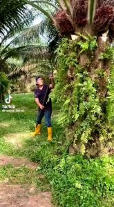 Deskripsi Produk & Spesifikasi EGREK CAMEL KING 111