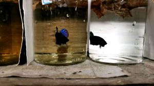 BANGKOK FIGHTER FISH MALE/FEMALE LIVE FISH(from thailand)（1. 00-1.80mg)radom