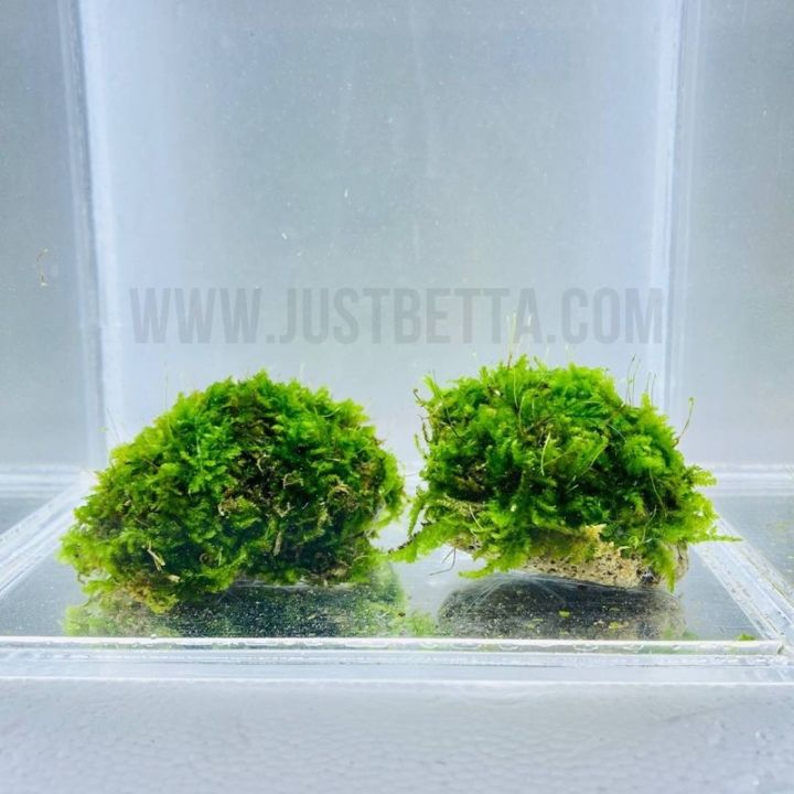 Christmas Moss Live Aquarium Plant - Easy Beginner Freshwater Aquatic Plant (Buy 2 Get 1 Free!)