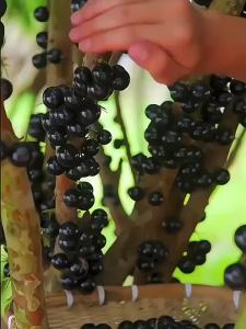 LZD  Plinia Cauliflora Special Fertilizer Grape Tree Increase Production Sweet Treasure Fruit Nutrition Organic Compound Fertilizer Granular Slow Release Fertilizer