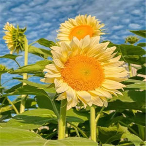 Dwarf Sunflowers Seasonal Flowers Balcony Sunflowers Ornamental Flowers Heat-resistant and Easy to Live Sunflowers Potted Planting 21PCS/PACK