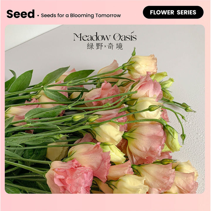 【洋桔梗花种子】进口重瓣多色盆栽浓香新手易种常年开花观赏室内外 Lisianthus seeds Imported double ...