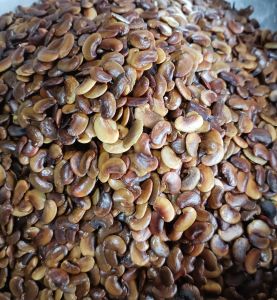 100 gram hạt giống sưa đỏ huỳnh đàn