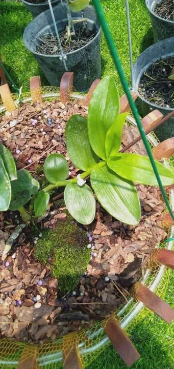 Phi%20%C4%91i%E1%BB%87p%20L%C3%81%20M%C3%8DT%20PH%C3%9A%20TH%E1%BB%8C,%20ki%20to,%20l%C3%A1%20to%20%20kh%E1%BB%8Fe,%20c%E1%BA%AFt%20t%E1%BB%AB%20th%C3%A2n%20m%E1%BA%B9,%20hoa%20%C4%91%E1%BA%B9p%20hi%E1%BA%BFm%20-%20Image%203