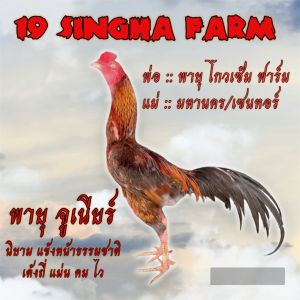 ไข่เชื้อไก่ชน ลูกพายุ โกวเซ้มฟาร์ม แข้งหน้าธรรมชาติ รับประกันเชื้อ ส่งด่วนทั่วประเทศ