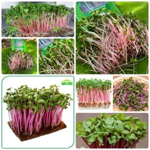Hạt giống Rau Mầm Củ Cải Đỏ gói 30gr~2200 hạt giàu dinh dưỡng nhanh thu hoạch dễ trồng