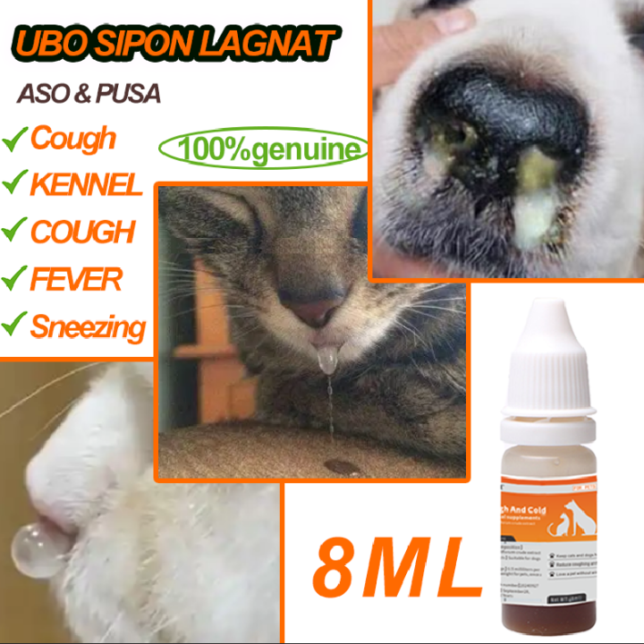 Cold Medicine Cat Sneezing Cold Weather Cold Symptoms Can A Cat
