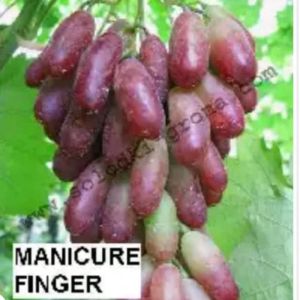Tanaman anggur import MANICUR FINGER