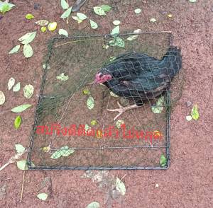 กับดักไก่ และ กับดักนกแบบตาข่าย กว้าง 4 7เซน ยาว 57 เซน ใช้งานง่ายติดแล้วไม่หลุกเหล็กดีสปริงดีตาข่ายดีวัสดุอย่างดีใช้งานได้หลายปี