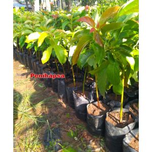 Bibit Alpukat Jumbo Super Okulasi Cepat Berbuah