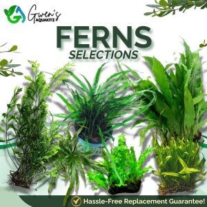 JAVA FERN SELECTIONS by Gwens Aquakitz - Needle Fern Narrow Leaf Fern Trident Fern Bolbitis