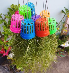 เคราฤาษี ตระกร้าสี พร้อมลวดแขวน พวงละ 15 บาท ไม้ประดับ ไม้รากอากาศ ดักฝุ่น ม่านบังแดด