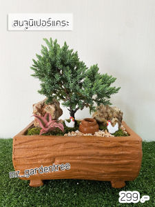 สวนถาดไม้มงคล สนจูนิเปอร์แคระ กระถางทรงขอนไม้