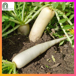 SeedsPLAZA™ - White Radish Labanos Seeds for Planting Vegetable Plants (50 Seed) Organic Vegetables Plant for Pots