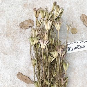 (50-60gr) GROSIR Bunga Kering NIGELLA OCTAGON Dried Flower Preserved Rustic Import Aesthetic Rustik