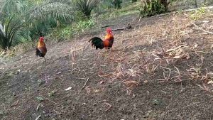 Jerat Ayam Hutan 25 Mata: Senar Pancing Sama Piber