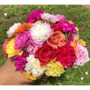 🌼กิ่งคุณนายตื่นสายแพรเซี่ยงไฮ้ 15กิ่งราค5บาท เลือกสีได้