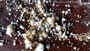 Termatrix กำจัดปลวก อาหารปลวก ฆ่าปลวกตายยกรัง ชุดเติม 100 กรัม