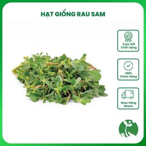 Hạt giống rau Sam - Gói 2gr khoảng 2000 hạt - Tỷ lệ nảy mầm >80% - Nội địa Trung