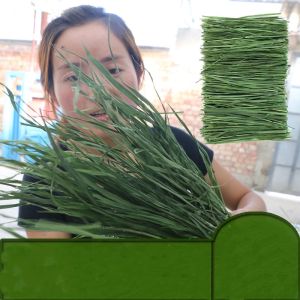 North Timothy Machine Drying Grass LeavesMore 0.5kg เครื่องทิโมธีอบแห้งใบหญ้าเพิ่มเติม