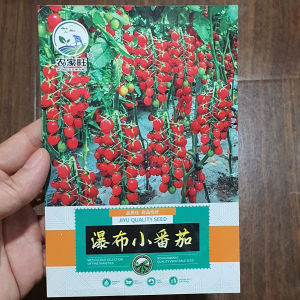 Hạt giống cà chua chuỗi ngọc Đỏ hạt giống cà chua nhập khẩu