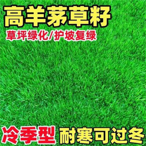 进口高羊茅草籽四季常青民宿露营绿化工程草坪种子耐践踏草皮种籽
