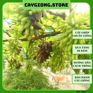 Cây nho giống Ngón tay đen Úc thân dây leo giàn trồng chậu thùng xốp sân thượng NG08