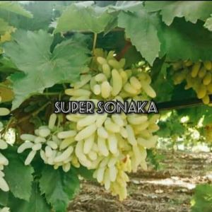 bibit anggur import sonaka (hasil grafting) cepat berbuah