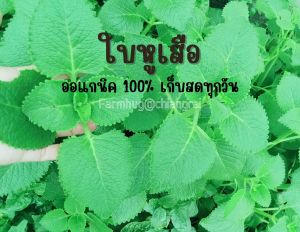 ใบหูเสือ ออริกาโนเมืองไทย ออแกนิค 100 % เก็บสด 100 ใบ หอมด่วนหูเสือ หอมด่วนหลวง เนียมหูเสือ สมุนไพรไทย