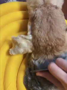 FCXINGKU   Dog Grooming Pulling Comb