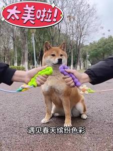 Anti-Pull Dog Training Leash P-Rope P-Chain for Small Medium Dogs Walking
