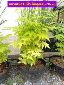 (1ต้น) ต้น เกษมณีสีทอง เมเปิ้ลเขียว เมเปิ้ลไทย Melia azedarach เลี่ยนทอง นารี เกรียน เฮี่ยน เลี่ยนดอกม่วง ลำเลี่ยน ลั้วะ โขวหนาย ขู่เลี่ยน ขู่เลี่ยนซู่ Bastard cedar Bead tree Chaina tree Chinaball tree Persian lilac White cedar Melia azedarach L / Pon