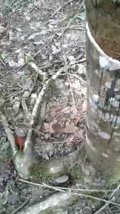 ช้างเอ็กตร้า สารบํารุงหน้ายางพารา เพิ่มน้ํายางไหลดี เปลือกนิ่ม ป้องกันเชื้อรา ไม่มียาเร่งเลย สูตรน้ําฉีดพ่นง่ายเพียงเดือนละครั้ง