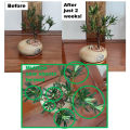 BF-01 Liquid Organic Fertilizer–All-in-one Plant / Gardening Solution (A product of Beyond Fertilizersᵀᴹ). 