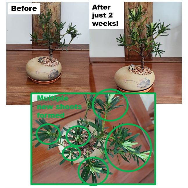 %5B2%20Bottles%5D%20BF-01%20Liquid%20Organic%20Fertilizer%E2%80%93All-in-one%20Plant%20/%20Gardening%20Solution%20(A%20product%20of%20Beyond%20Fertilizers%E1%B5%80%E1%B4%B9)%20-%20Image%205