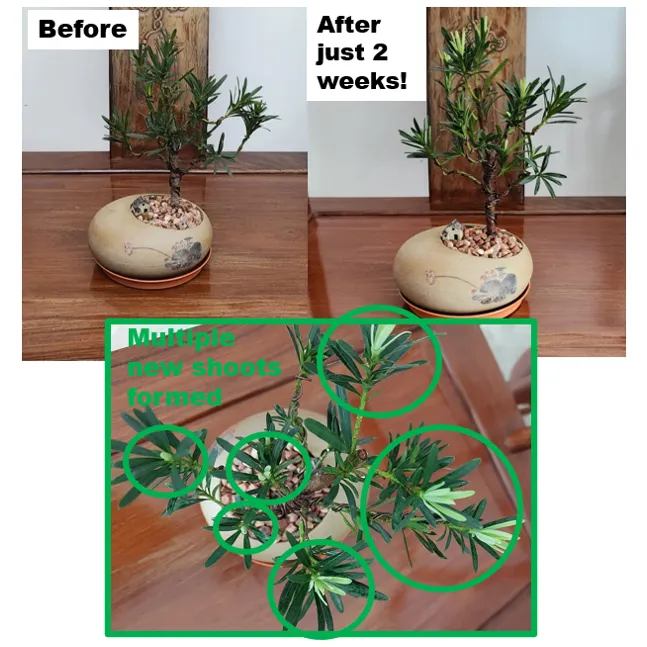BF-01%20Liquid%20Organic%20Fertilizer%E2%80%93All-in-one%20Plant%20/%20Gardening%20Solution%20(A%20product%20of%20Beyond%20Fertilizers%E1%B5%80%E1%B4%B9)%20-%20Image%205