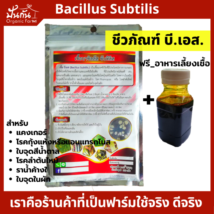 เชื้อ บีเอส บาซิลลัส ซับทิลิส พร้อมอาหารเลี้ยงเชื้อ
