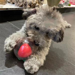 Pet Dog Toy Bites Resistant Elasticity Toy Tooth Cleaning Dog Chew Toy for Various Dog Size