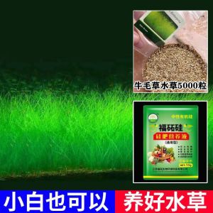 Bình Sinh Thái Không Cần Quản Lý Bể Cá Thủy Tinh Cảnh Quan Vi Mô Nhỏ Thủy Canh Cây Hạt Giống Cây Cỏ Thật Sinh Thái Cảnh Quan